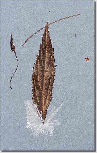 leaffroststilllife