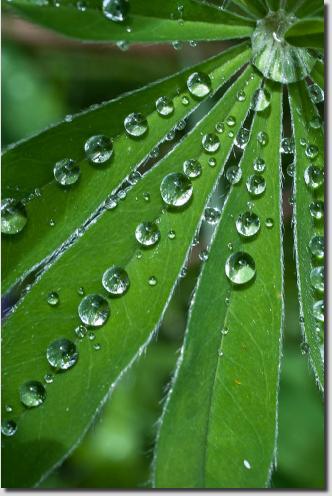 leafwaterdrops